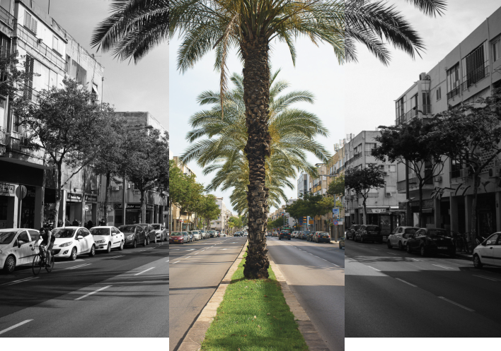 תמונה המציגה את שני צידי רחוב אבן גבירול בצבעי שחור לבן, כאשר במרכז הקומפוזיציה והכביש ממוקמת שדרה עם עצי דקל בצילום צבע.